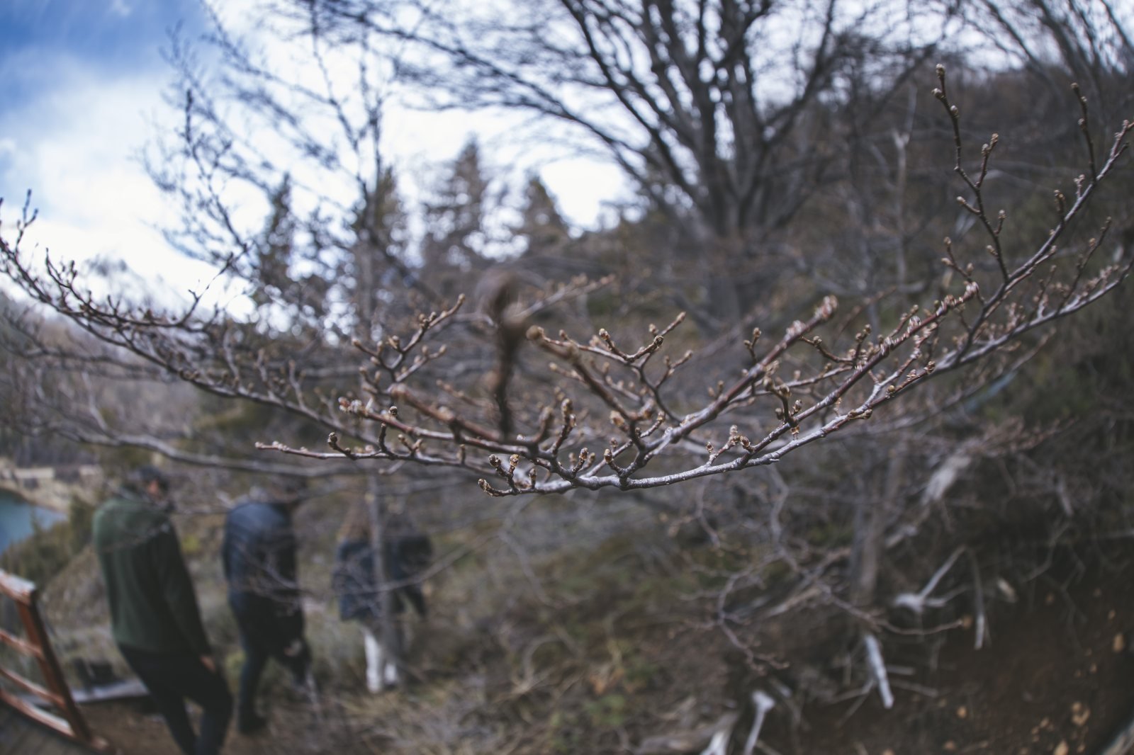 Brotos da primavera austral · Trilha na mata